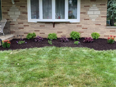 Fresh plants and new mulch in a flowerbed along the front of a house maintained by Chestnut Landscaping