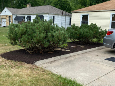 Cleaned up flower beds after Chestnut Landscaping removed a tree and several shrubs and installed new plants and mulch